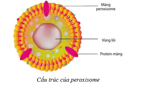 Lý thuyết Sinh học 10 Bài 8: Cấu trúc của tế bào nhân thực - Cánh diều