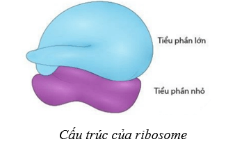 Lý thuyết Sinh học 10 Bài 8: Cấu trúc của tế bào nhân thực - Cánh diều