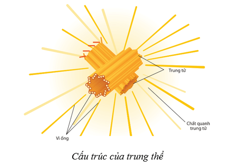 Lý thuyết Sinh học 10 Bài 8: Cấu trúc của tế bào nhân thực - Cánh diều