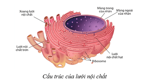 Lý thuyết Sinh học 10 Bài 8: Cấu trúc của tế bào nhân thực - Cánh diều