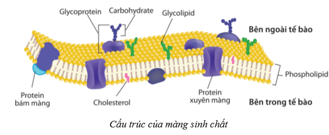 Lý thuyết Sinh học 10 Bài 8: Cấu trúc của tế bào nhân thực - Cánh diều