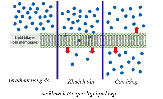 Lý thuyết Sinh học 10 Bài 9: Trao đổi chất qua màng sinh chất - Cánh diều