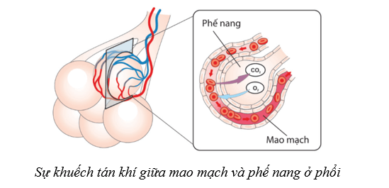 Lý thuyết Sinh học 10 Bài 9: Trao đổi chất qua màng sinh chất - Cánh diều