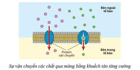 Lý thuyết Sinh học 10 Bài 9: Trao đổi chất qua màng sinh chất - Cánh diều