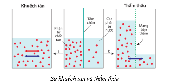 Lý thuyết Sinh học 10 Bài 9: Trao đổi chất qua màng sinh chất - Cánh diều