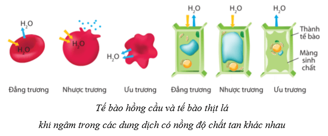 Lý thuyết Sinh học 10 Bài 9: Trao đổi chất qua màng sinh chất - Cánh diều