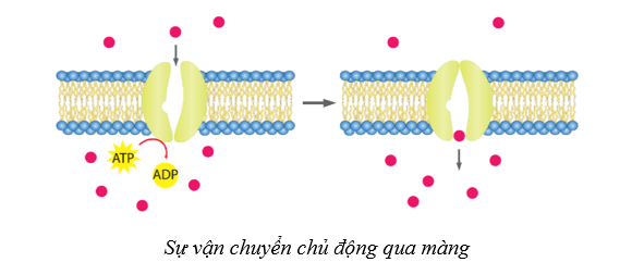 Lý thuyết Sinh học 10 Bài 9: Trao đổi chất qua màng sinh chất - Cánh diều