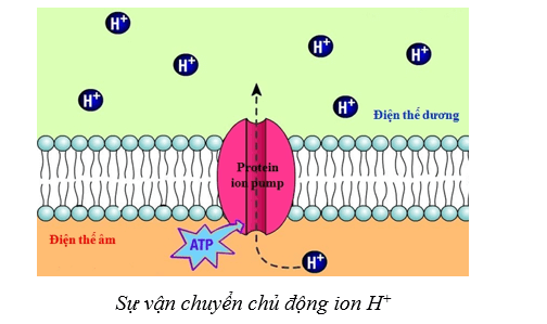 Lý thuyết Sinh học 10 Bài 9: Trao đổi chất qua màng sinh chất - Cánh diều