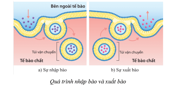 Lý thuyết Sinh học 10 Bài 9: Trao đổi chất qua màng sinh chất - Cánh diều