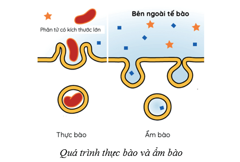 Lý thuyết Sinh học 10 Bài 9: Trao đổi chất qua màng sinh chất - Cánh diều