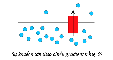 Lý thuyết Sinh học 10 Bài 9: Trao đổi chất qua màng sinh chất - Cánh diều