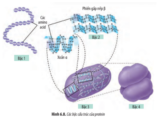Quan sát Hình 6.8, hãy cho biết: Cấu trúc bậc 1 của protein được hình thành