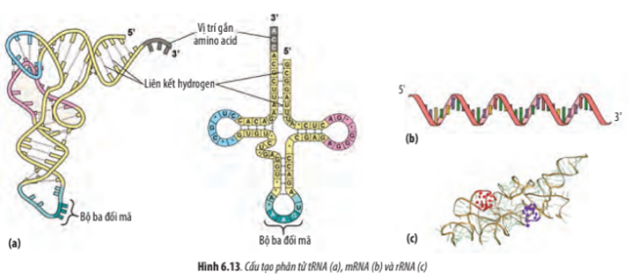 Quan sát Hình 6.13, hãy lập bảng phân biệt 3 loại RNA dựa vào các tiêu chí sau