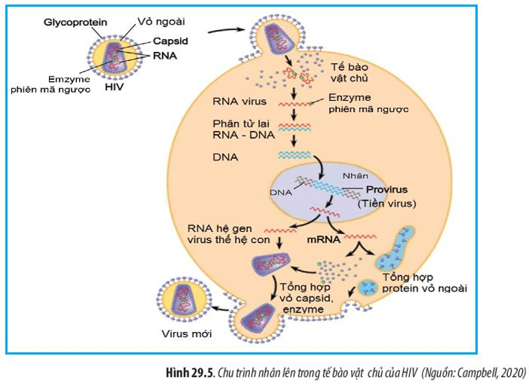 Quan sát Hình 29.5, hãy mô tả quá trình nhân lên của HIV trong tế bào vật chủ