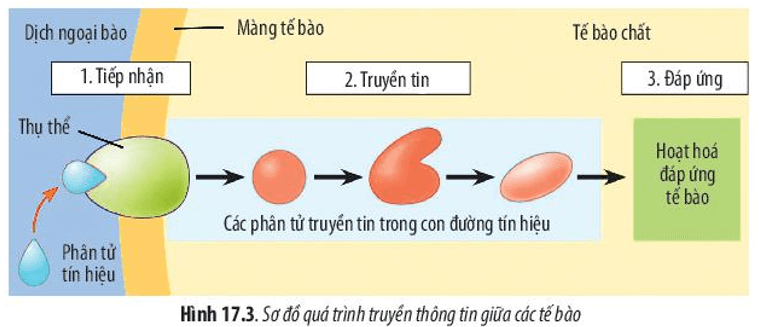 Dựa vào Hình 17.3, hãy mô tả quá trình hormone insulin tác động đến tế bào gan