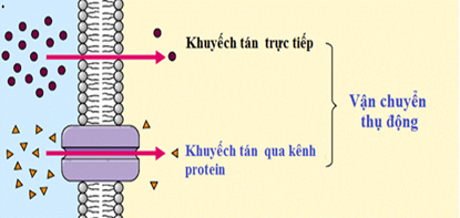 Lý thuyết Sinh 10 Bài 11: Vận chuyển các chất qua màng sinh chất - Chân trời sáng tạo