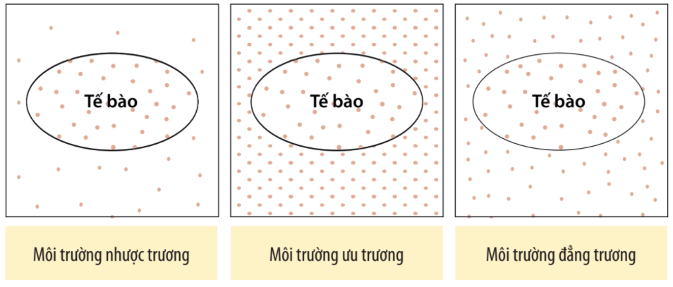 Lý thuyết Sinh 10 Bài 11: Vận chuyển các chất qua màng sinh chất - Chân trời sáng tạo