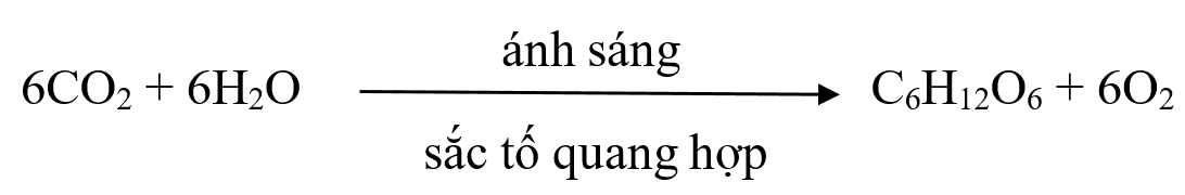 Lý thuyết Sinh 10 Bài 15: Tổng hợp các chất và tích lũy năng lượng - Chân trời sáng tạo