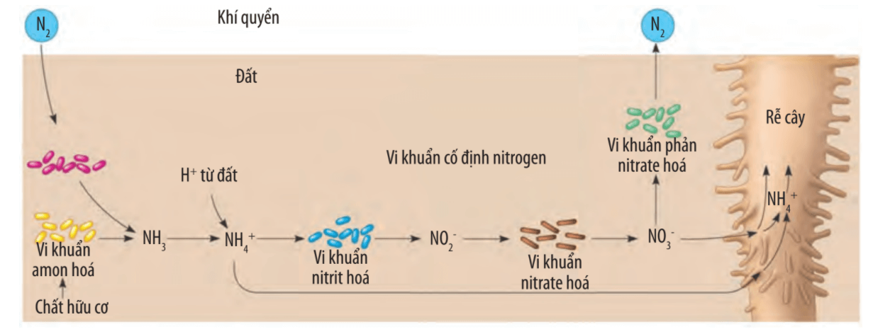 Lý thuyết Sinh 10 Bài 15: Tổng hợp các chất và tích lũy năng lượng - Chân trời sáng tạo