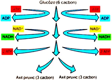 Lý thuyết Sinh 10 Bài 16: Phân giải các chất và giải phóng năng lượng - Chân trời sáng tạo