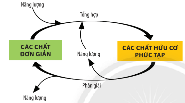 Lý thuyết Sinh 10 Bài 16: Phân giải các chất và giải phóng năng lượng - Chân trời sáng tạo