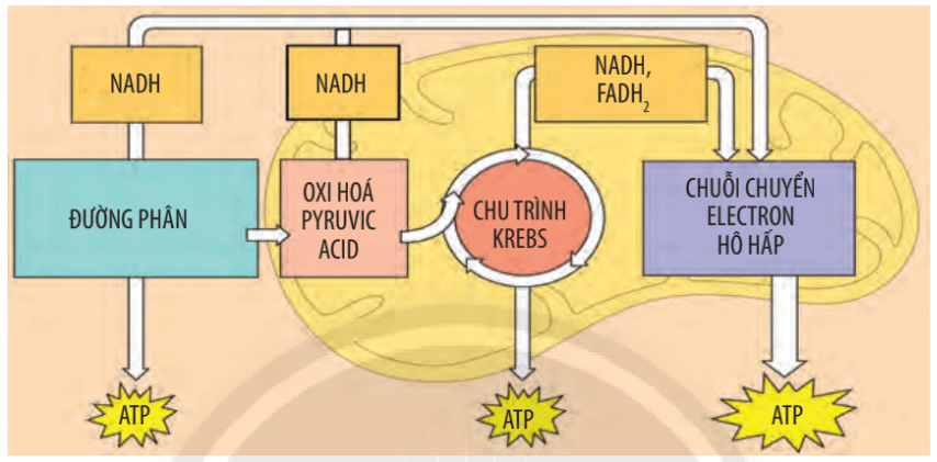 Lý thuyết Sinh 10 Bài 16: Phân giải các chất và giải phóng năng lượng - Chân trời sáng tạo