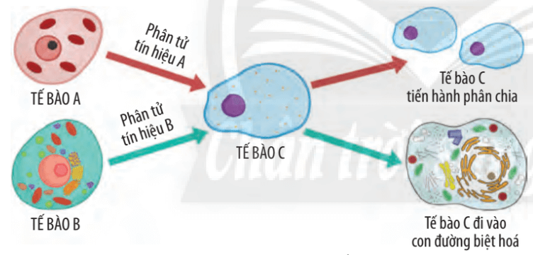 Lý thuyết Sinh 10 Bài 17: Thông tin giữa các tế bào - Chân trời sáng tạo