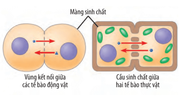 Lý thuyết Sinh 10 Bài 17: Thông tin giữa các tế bào - Chân trời sáng tạo