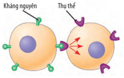 Lý thuyết Sinh 10 Bài 17: Thông tin giữa các tế bào - Chân trời sáng tạo