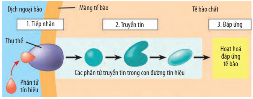 Lý thuyết Sinh 10 Bài 17: Thông tin giữa các tế bào - Chân trời sáng tạo