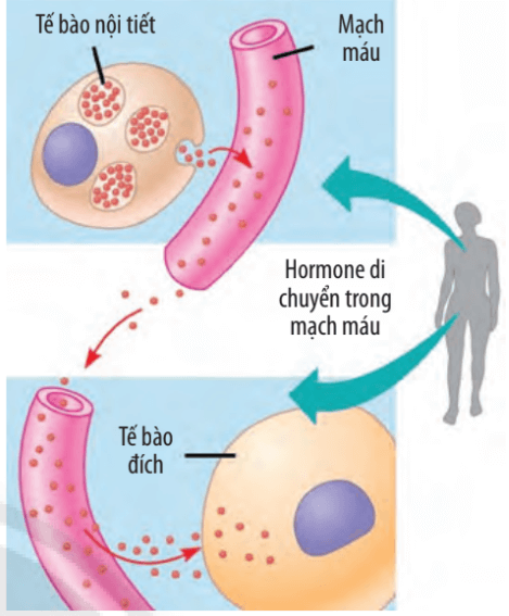 Lý thuyết Sinh 10 Bài 17: Thông tin giữa các tế bào - Chân trời sáng tạo