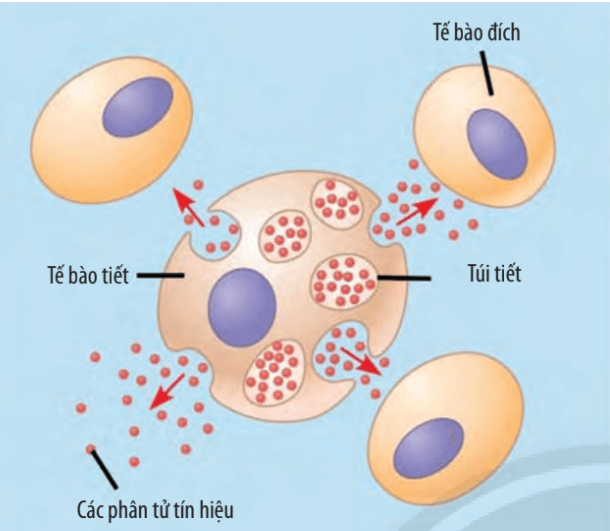 Lý thuyết Sinh 10 Bài 17: Thông tin giữa các tế bào - Chân trời sáng tạo