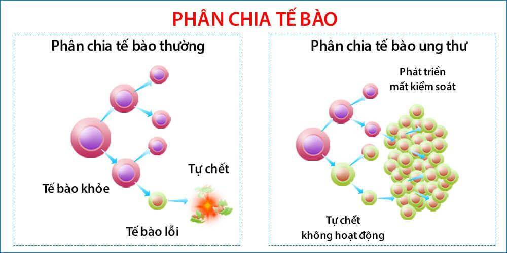 Lý thuyết Sinh 10 Bài 18: Chu kỳ tế bào - Chân trời sáng tạo