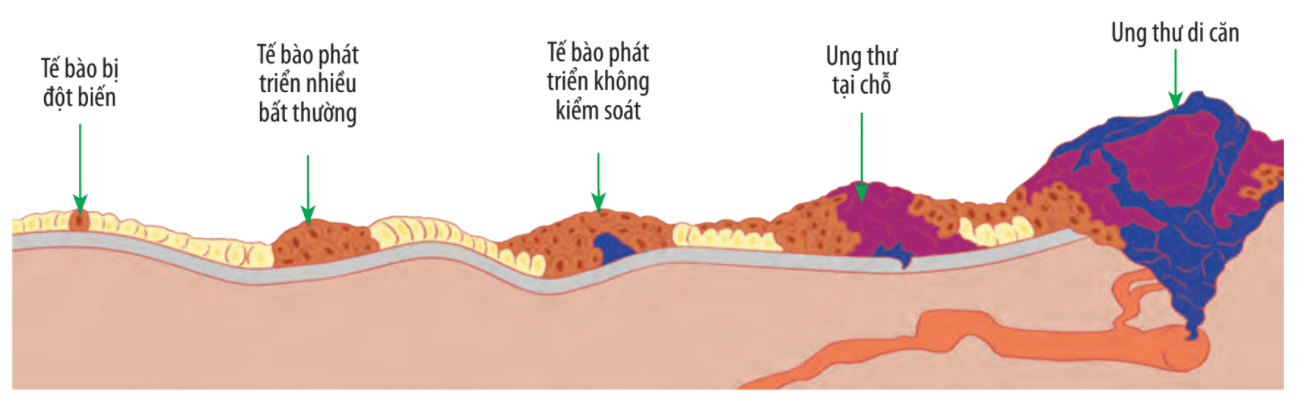 Lý thuyết Sinh 10 Bài 18: Chu kỳ tế bào - Chân trời sáng tạo