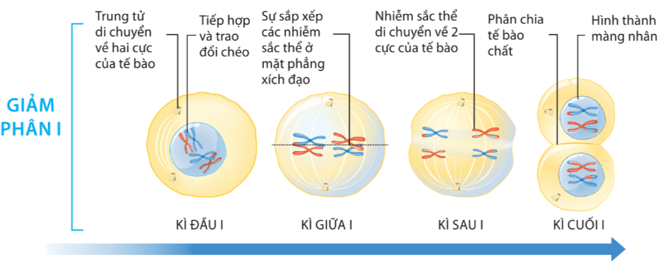 Lý thuyết Sinh 10 Bài 19: Quá trình phân bào - Chân trời sáng tạo