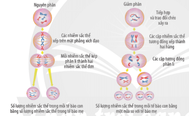 Lý thuyết Sinh 10 Bài 19: Quá trình phân bào - Chân trời sáng tạo