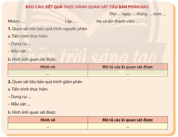 Lý thuyết Sinh học 10 Bài 20: thực hành: quan sát tiêu bản các kì phân bào nguyên phân và giảm phân - Chân trời sáng tạo