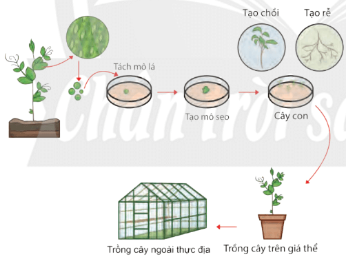 Lý thuyết Sinh 10 Bài 21: Công nghệ tế bào - Chân trời sáng tạo