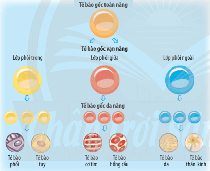 Lý thuyết Sinh 10 Bài 21: Công nghệ tế bào - Chân trời sáng tạo