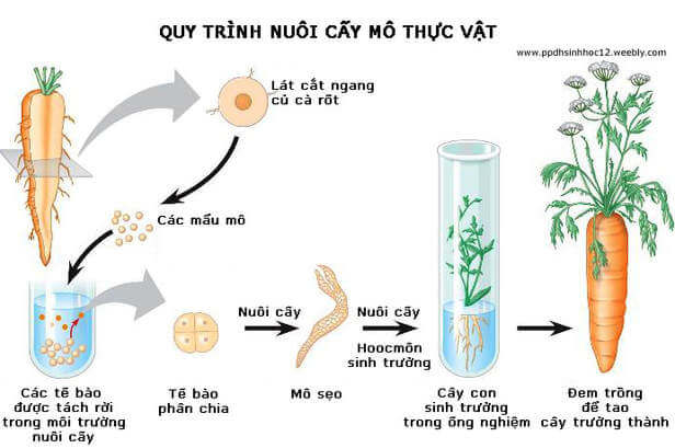 Lý thuyết Sinh 10 Bài 21: Công nghệ tế bào - Chân trời sáng tạo