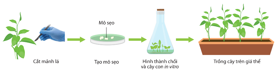 Lý thuyết Sinh 10 Bài 21: Công nghệ tế bào - Chân trời sáng tạo