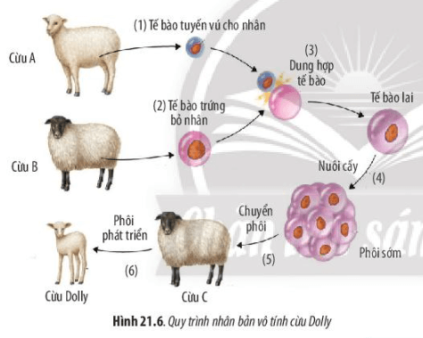 Lý thuyết Sinh 10 Bài 21: Công nghệ tế bào - Chân trời sáng tạo