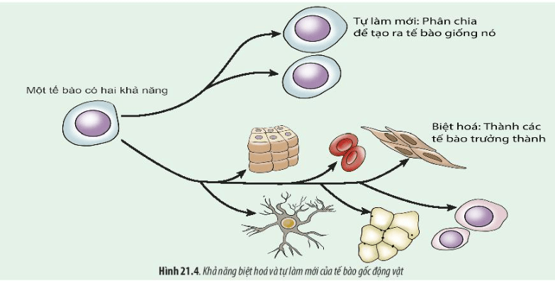 Lý thuyết Sinh 10 Bài 21: Công nghệ tế bào - Chân trời sáng tạo