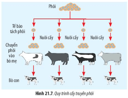 Lý thuyết Sinh 10 Bài 21: Công nghệ tế bào - Chân trời sáng tạo