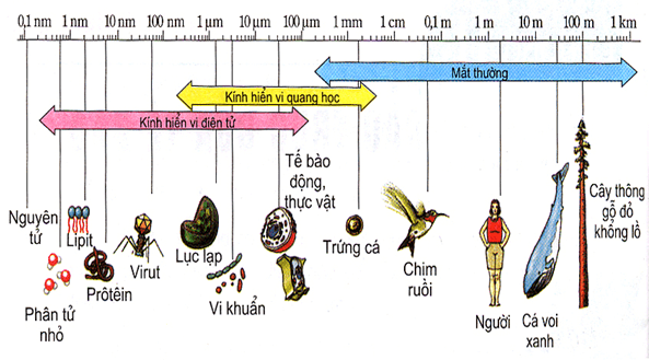 Lý thuyết Sinh 10 Bài 22: Khái quát về vi sinh vật - Chân trời sáng tạo