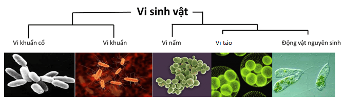 Lý thuyết Sinh 10 Bài 22: Khái quát về vi sinh vật - Chân trời sáng tạo