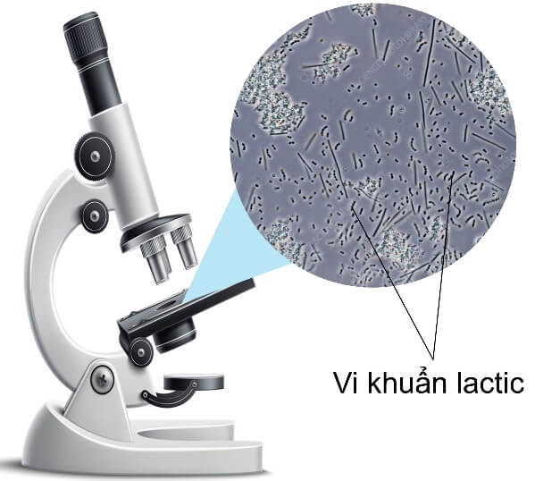 Lý thuyết Sinh 10 Bài 22: Khái quát về vi sinh vật - Chân trời sáng tạo