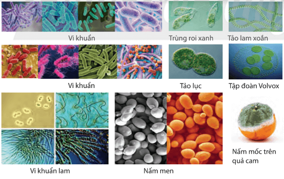 Lý thuyết Sinh 10 Bài 22: Khái quát về vi sinh vật - Chân trời sáng tạo