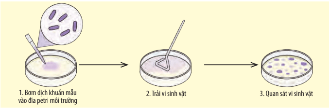 Lý thuyết Sinh 10 Bài 23: Thực hành: Một số phương pháp nghiên cứu vi sinh vật - Chân trời sáng tạo