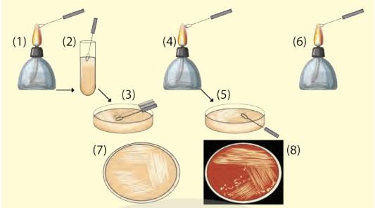 Lý thuyết Sinh 10 Bài 23: Thực hành: Một số phương pháp nghiên cứu vi sinh vật - Chân trời sáng tạo